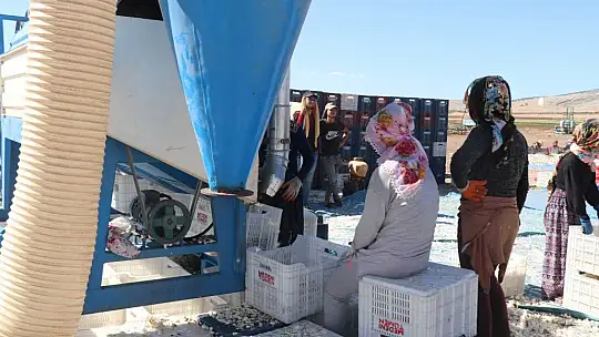 Araban'da sarımsak ekimi sürüyor