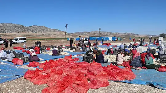 Araban'da sarımsak ekimi sürüyor