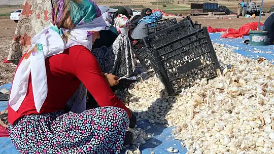 Araban'da sarımsak ekimi sürüyor