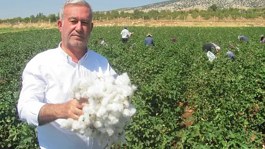 Araban Ovası'nda beyaz altın hasadı başlandı
