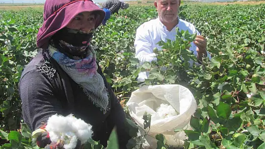 Araban Ovası'nda beyaz altın hasadı başlandı