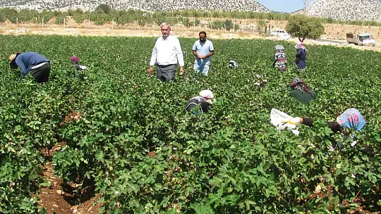 Araban Ovası'nda beyaz altın hasadı başlandı