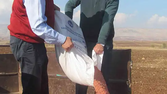 Araban Ovası'nda makarnalık buğday ekimine başlandı