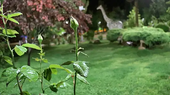 Araban Ovası'nda yağmur sevinci