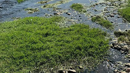 Balık ölümlerine neden olan fıstık ve zeytin yağı tesisine ceza