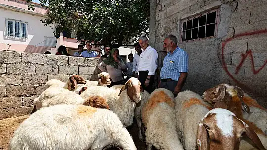 Belediyeden aldığı 16 koyunu 130'a çıkardı