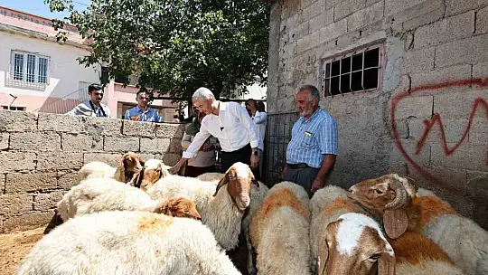 Belediyeden aldığı 16 koyunu 130'a çıkardı