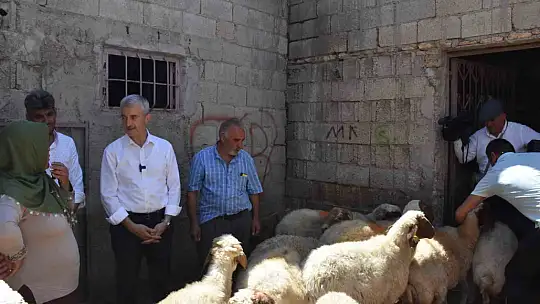 Belediyeden aldığı 16 koyunu 130'a çıkardı