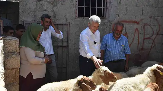 Belediyeden aldığı 16 koyunu 130'a çıkardı