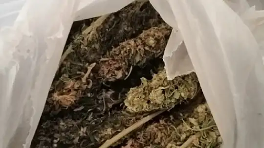 Brandaya gizlenen esrar maddesini narkotik köpeği buldu