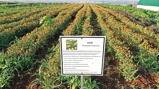 Büyükşehir'den aspir üretimi için önemli adım