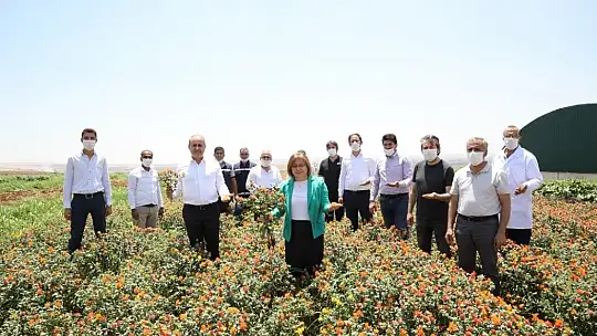 Büyükşehir'den aspir üretimi için önemli adım