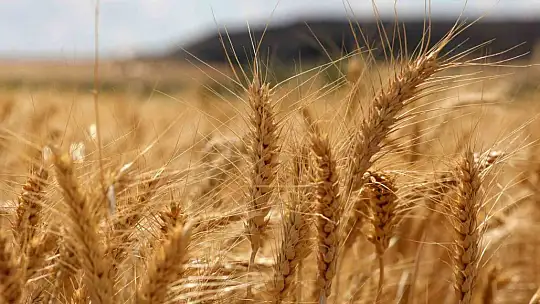 Büyükşehir ile çiftçinin yüzü gülüyor tarıma destek artarak sürüyor