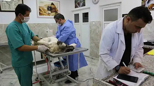 Büyükşehir'in sokak hayvanları için kurduğu model Türkiye'ye örnek oluyor