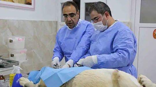 Büyükşehir'in sokak hayvanları için kurduğu model Türkiye'ye örnek oluyor