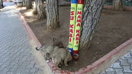 Büyükşehir, yılbaşı kısıtlamalarında sokak hayvanlarını aç bırakmayacak