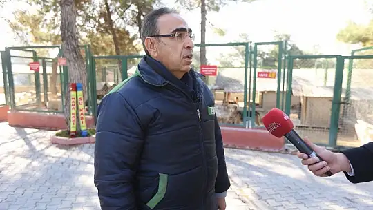 Büyükşehir, yılbaşı kısıtlamalarında sokak hayvanlarını aç bırakmayacak