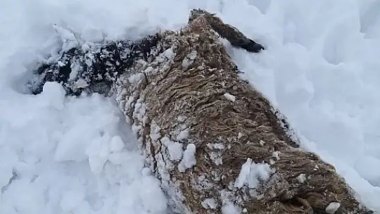 Çadırlar ve çatılar çöktü hayvanlar telef oldu