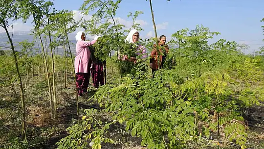Cumhurbaşkanı'nın bahsettiği 'moringa' böyle üretiliyor
