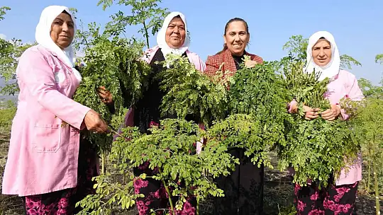 Cumhurbaşkanı'nın bahsettiği 'moringa' böyle üretiliyor