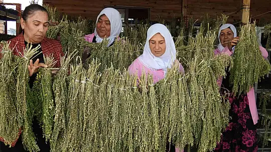 Cumhurbaşkanı'nın bahsettiği 'moringa' böyle üretiliyor
