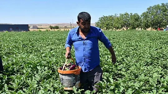 Depremzede çiftçiler toprakla hayata tutunuyor