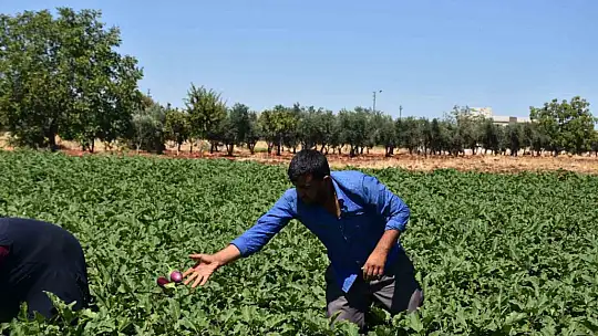 Depremzede çiftçiler toprakla hayata tutunuyor