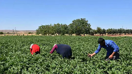 Depremzede çiftçiler toprakla hayata tutunuyor