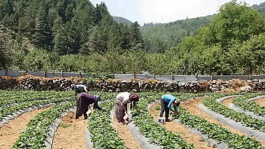 Depremzede kadınlar devlet desteğiyle çilek bahçesi kurdu