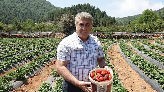 Depremzede kadınlar devlet desteğiyle çilek bahçesi kurdu