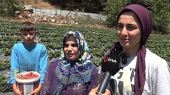 Depremzede kadınlar devlet desteğiyle çilek bahçesi kurdu