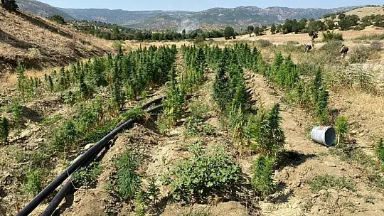 Diyarbakır'da 'Eren Abluka-33 Şehit Jandarma Uzman Çavuş Muhammet Tufan' operasyonu başlatıldı