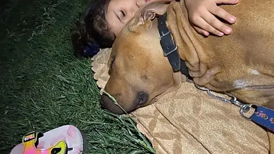 Doktoru, Gaziantep'te pitbull saldırısında yaralanan Asiye'nin son durumunu açıkladı