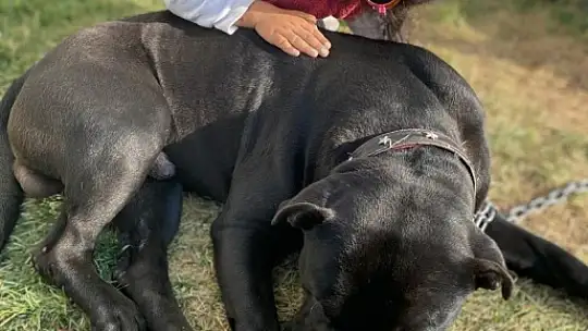 Doktoru, Gaziantep'te pitbull saldırısında yaralanan Asiye'nin son durumunu açıkladı