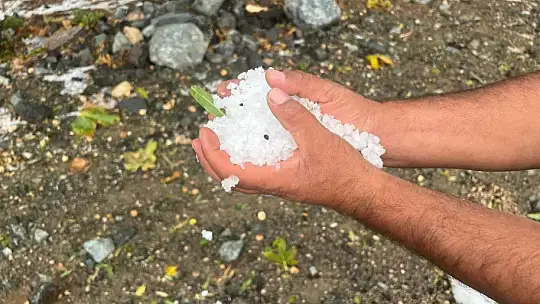Dolu yağışı zeytin ağaçlarına zarar verdi