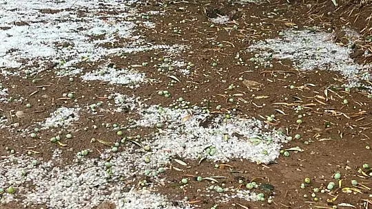 Dolu yağışı zeytin ağaçlarına zarar verdi