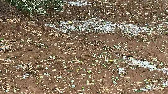 Dolu yağışı zeytin ağaçlarına zarar verdi