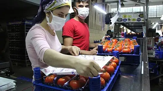 Domatesin fiyatı geçen yıla göre yüzde 63.98 arttı