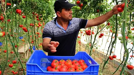 Domatesin fiyatı geçen yıla göre yüzde 63.98 arttı