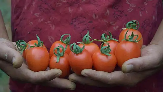 Domatesin fiyatı geçen yıla göre yüzde 63.98 arttı