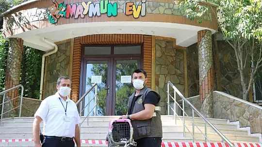 Durdurulan araçtan Makak maymunu çıktı