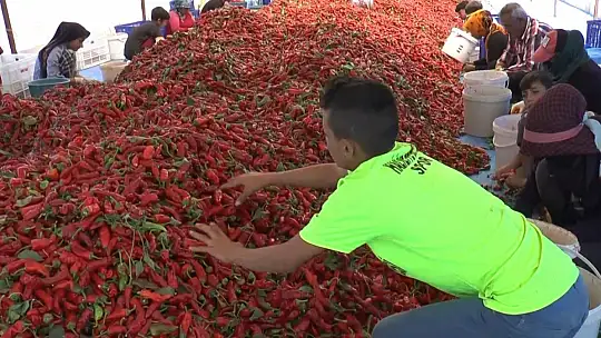 Ekmeklerini acıdan çıkartıyorlar