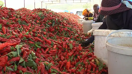 Ekmeklerini acıdan çıkartıyorlar