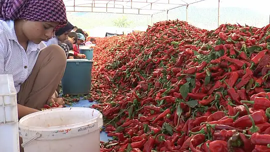 Ekmeklerini acıdan çıkartıyorlar