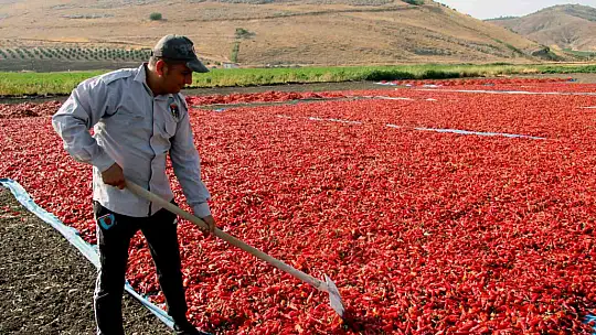 En acı hasat başladı
