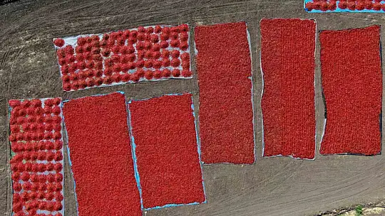 En acı hasat başladı