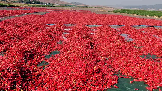 En acı hasat başladı