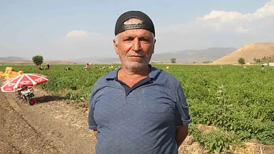 En acı hasat başladı