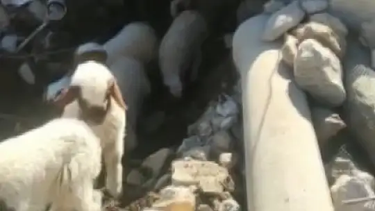 Enkaz altında kalan 9 kuzu 11 gün sonra kurtarıldı, sahibi o anları anlattı