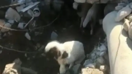 Enkaz altında kalan 9 kuzu 11 gün sonra kurtarıldı, sahibi o anları anlattı